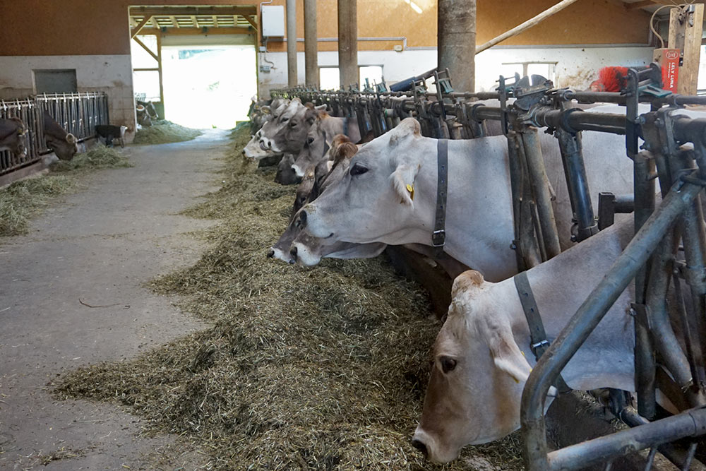 animals-at-farm-wibmerhof